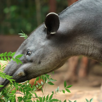 a close up of an animal