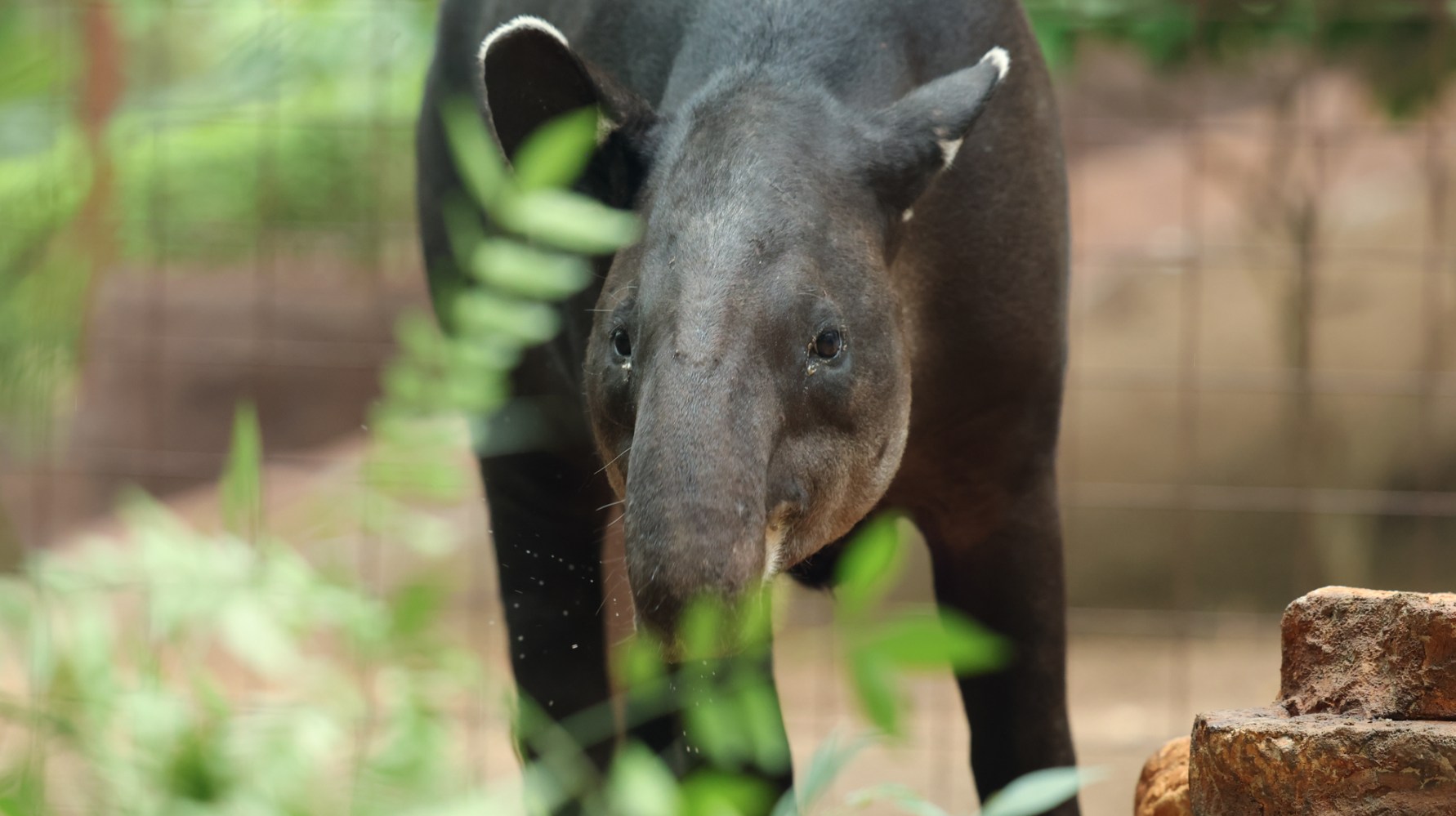 Close up tapir costa rica