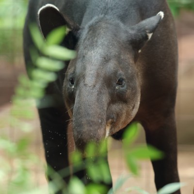 a close up of an animal