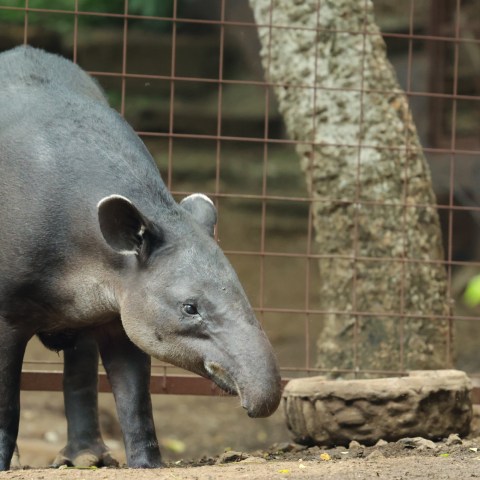 an animal looking at the camera