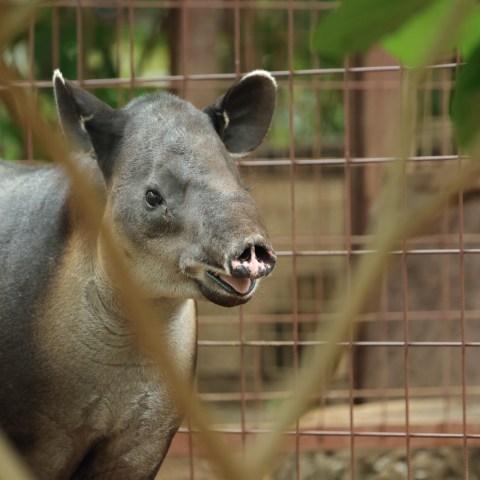 a group of sheep standing next to a wire fence