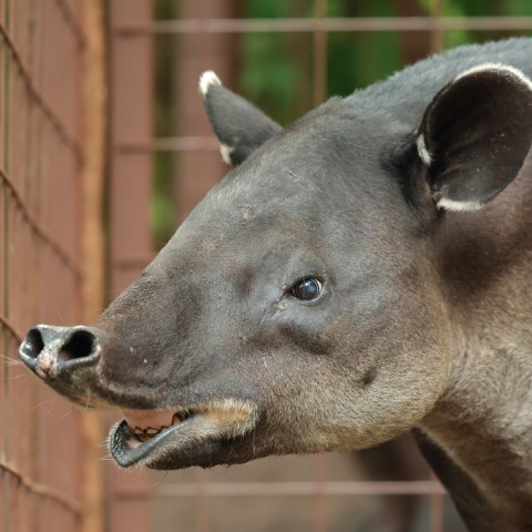 a close up of a dog face with fence and looking at the camera