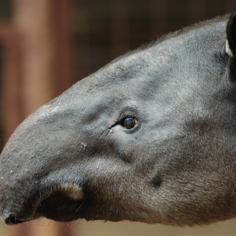 Tapirs in new habitat