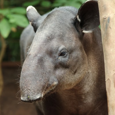 a close up of an animal