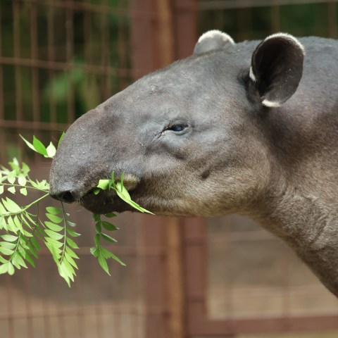 a close up of an animal