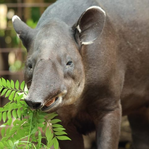 Tapir eating leaves