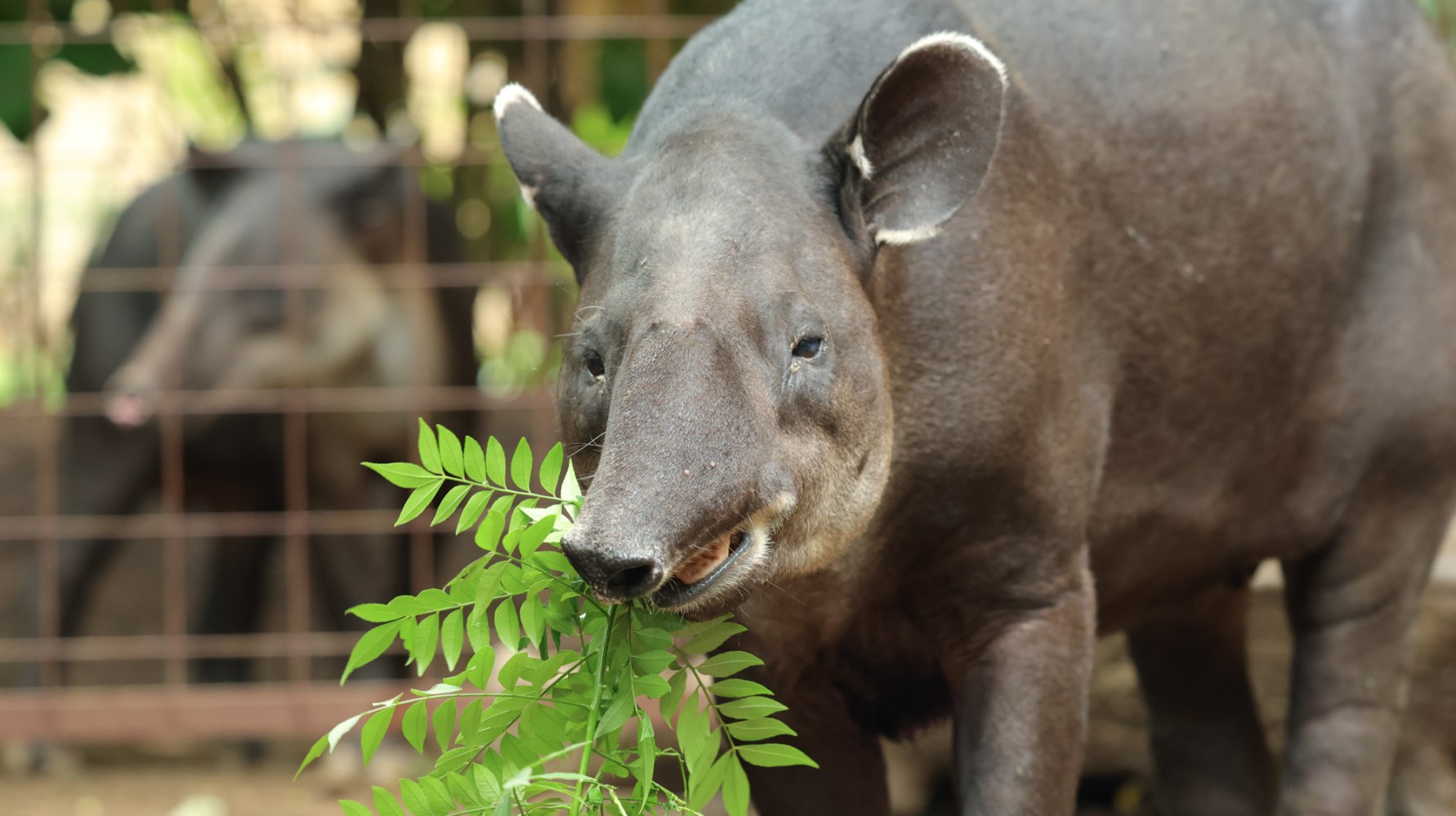 Tapir in new habitat at Diamante