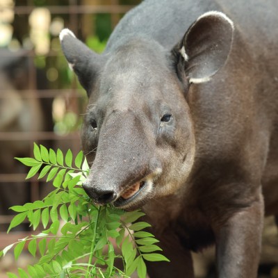 a close up of an animal