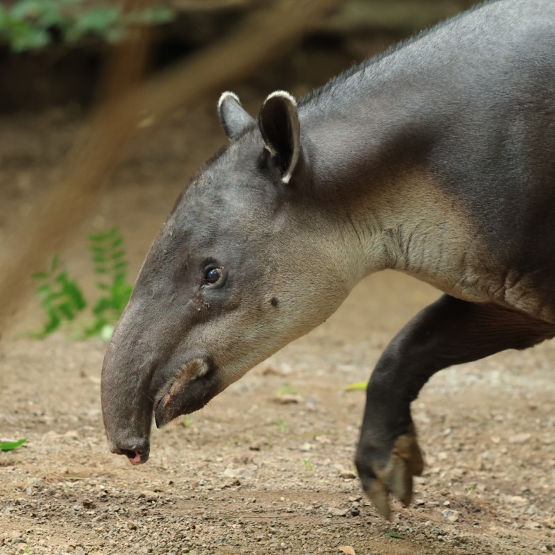 an animal with its mouth open