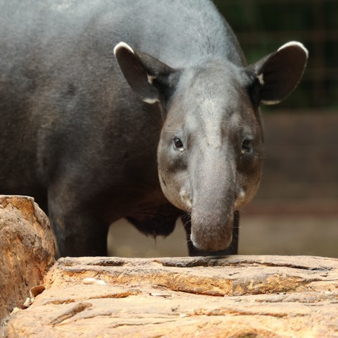 a cow is standing in front of a large rock