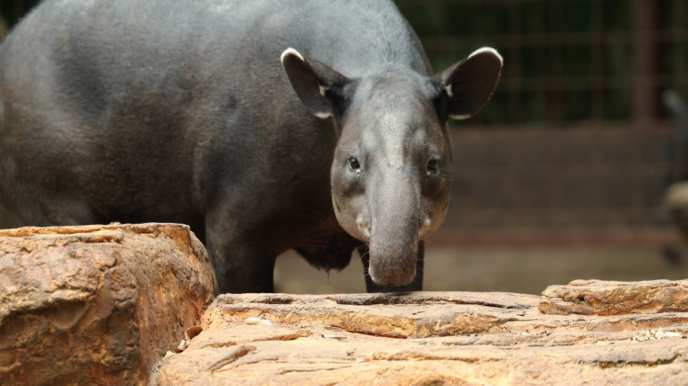 Baird's tapir, the largest native land mammal in Central America, at Diamante's Animal Sanctuary.