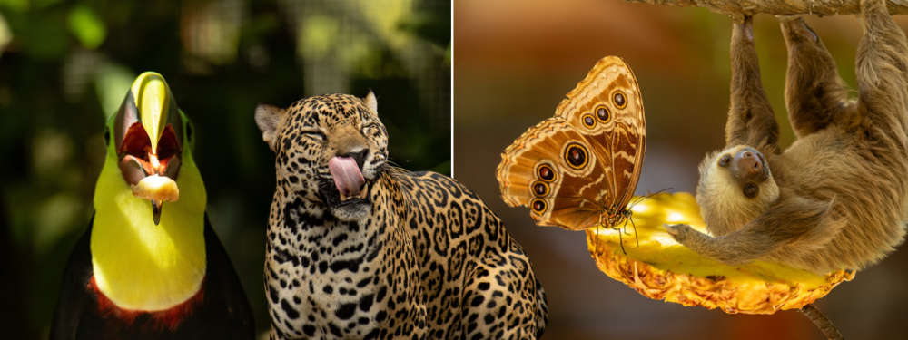 Toucan, jaguar, sloth with butterfly and pineapple in tropical setting.