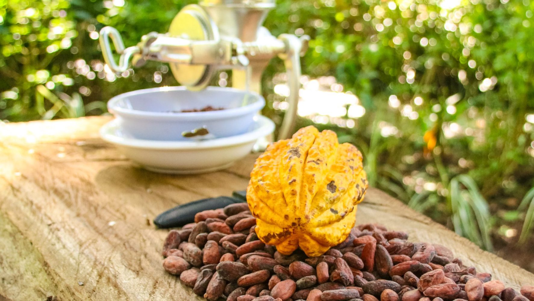 Cacao beans used during Diamante's Cultural Experience