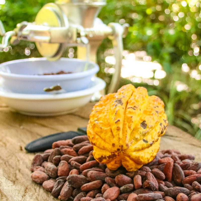 Cocoa pod on a table with cocoa beans and a manual grinder in the background.