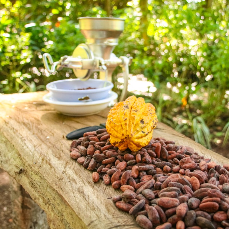 Cocoa pod on a table with cocoa beans and a manual grinder in the background.