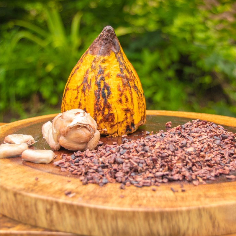 Cocoa pod, cocoa beans, and nibs on a wooden plate with green foliage in background.