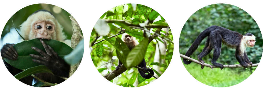 Three circular images of monkeys in trees, one climbing, one peeking through leaves, and one hiding behind foliage.