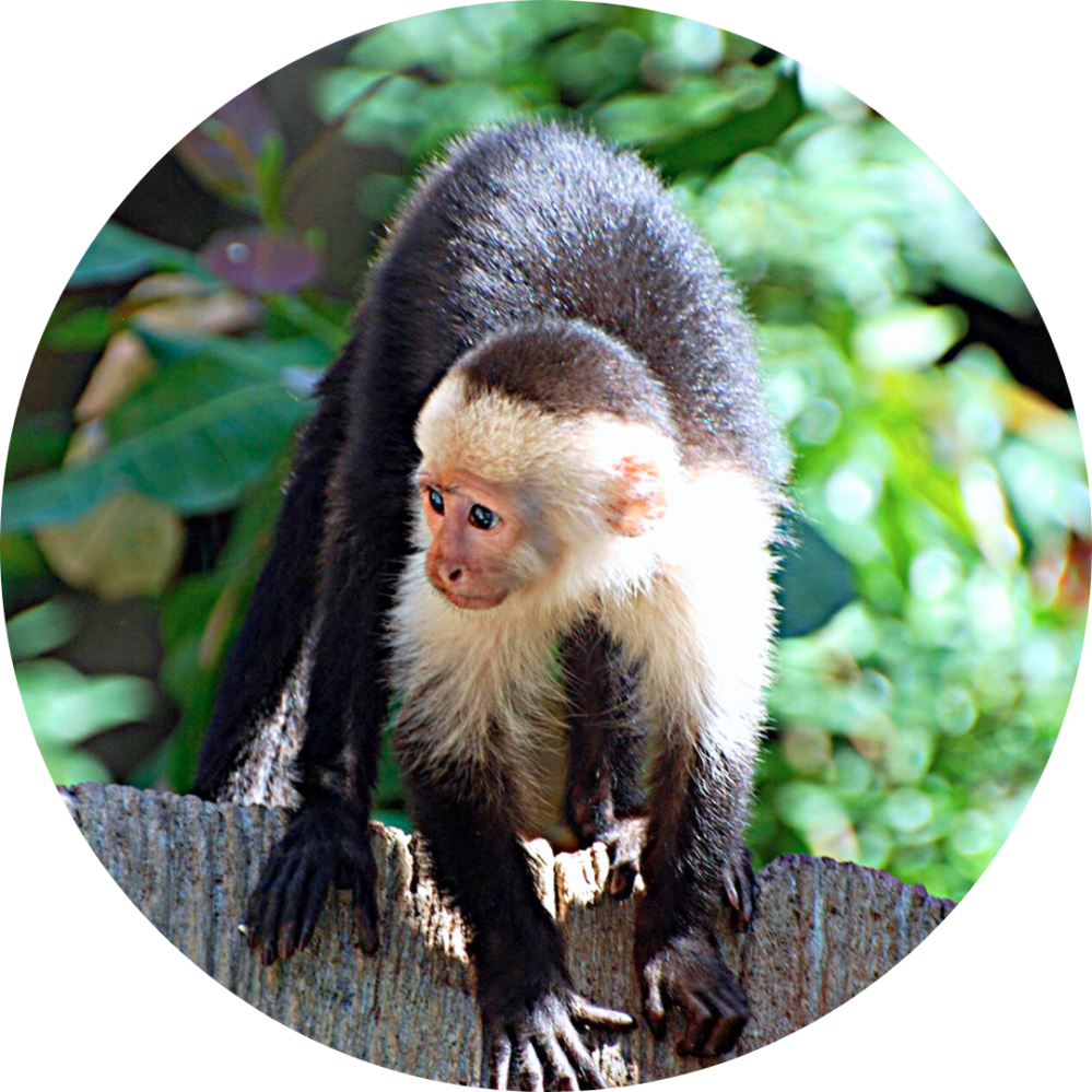 A capuchin monkey on a wooden post with green foliage background.