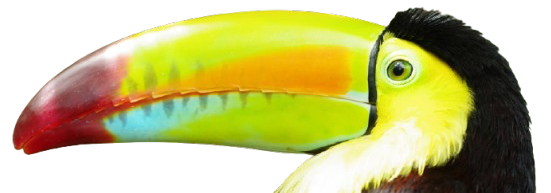 Colorful toucan with a vibrant beak on a white background.