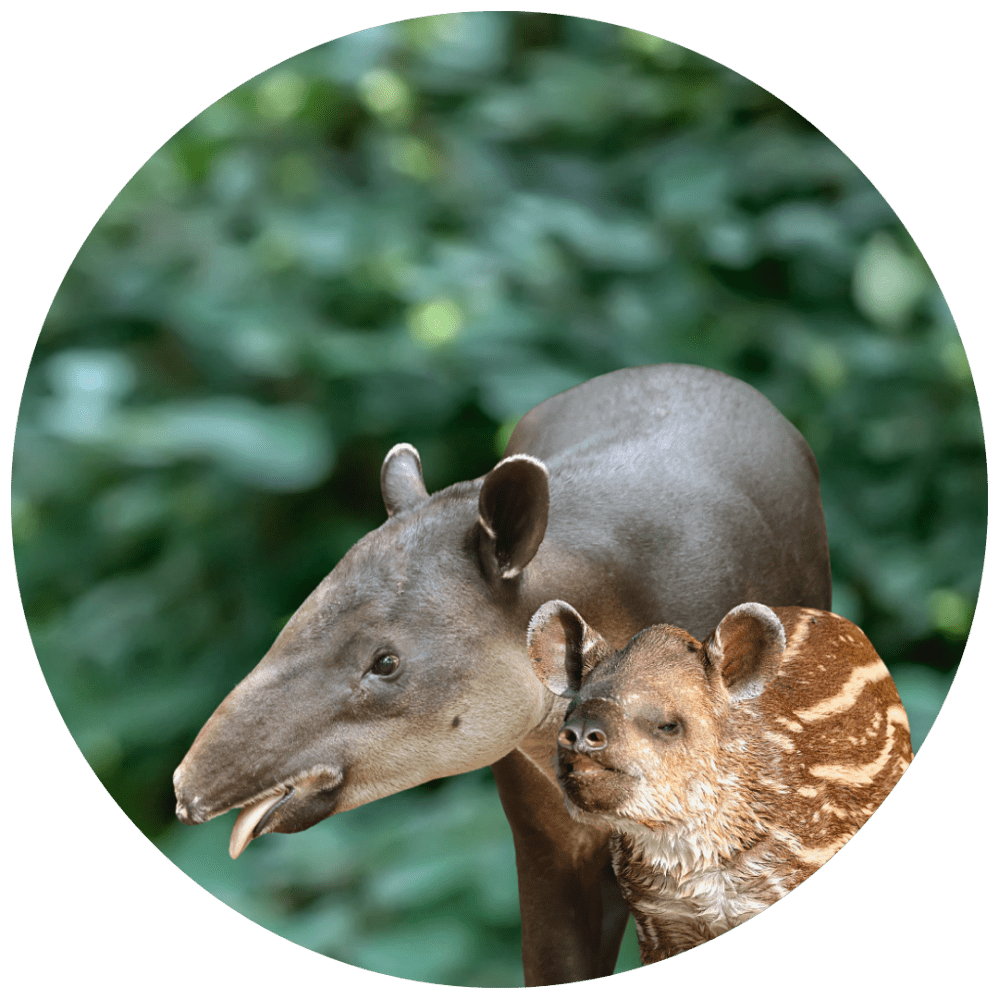 Adult tapir with a young tapir in a forest setting.
