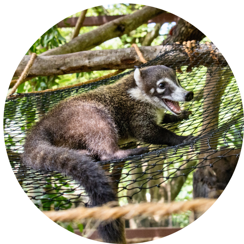 A coati lying on a net with trees in the background, mouth open slightly.