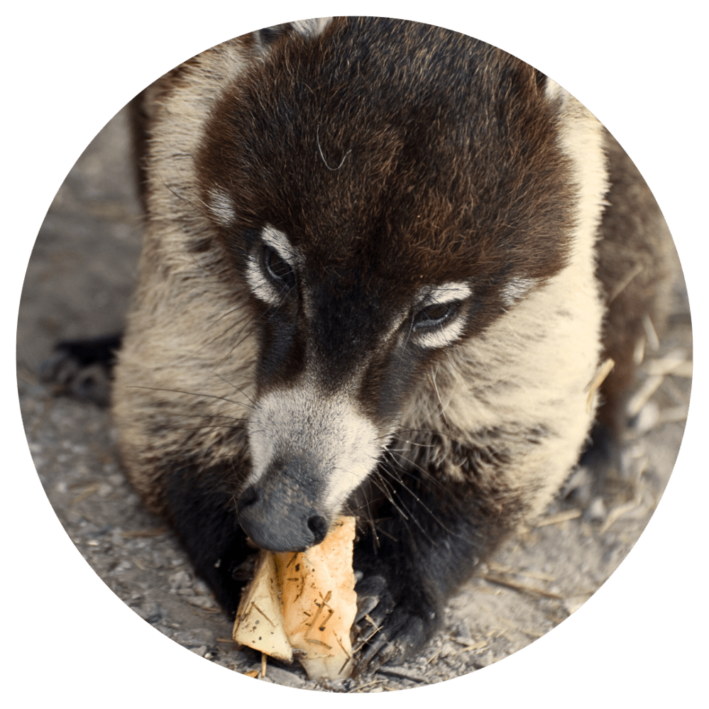 Coati close-up holding and eating food on a stone surface.