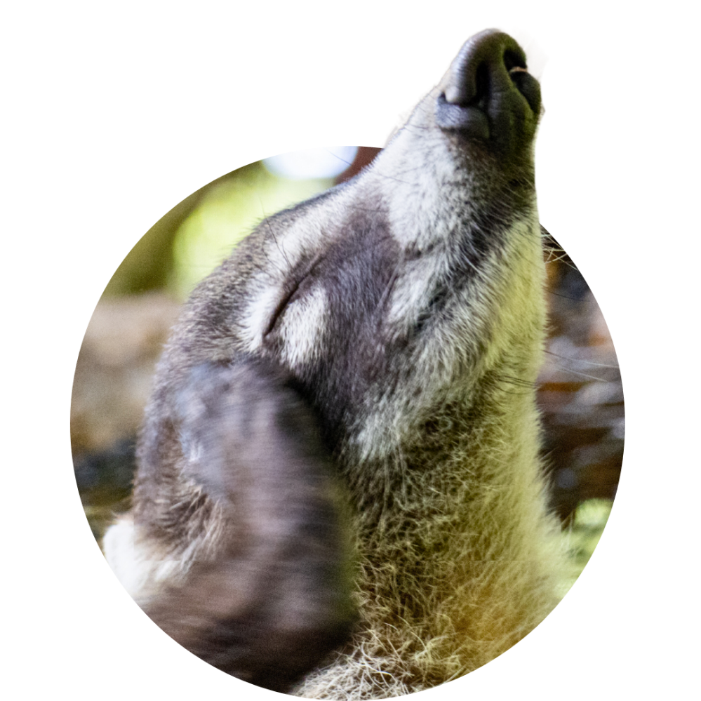 Close-up of the snout of a resting animal, possibly a raccoon or similar, with its head tilted upwards.