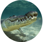 Crocodile underwater with open mouth, showing sharp teeth, in a circular frame.