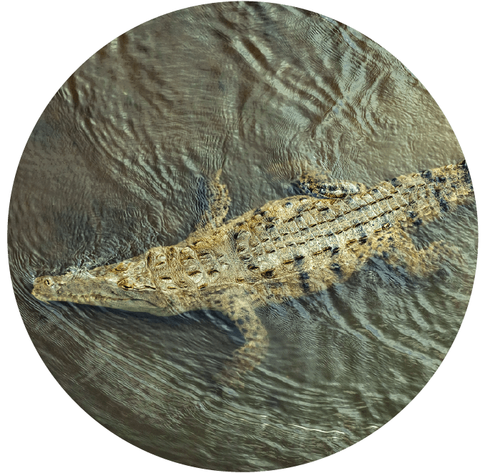 Crocodile swimming in shallow water, viewed from above.