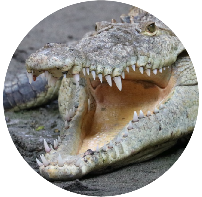 Crocodile with open mouth showing sharp teeth, lying on the ground.
