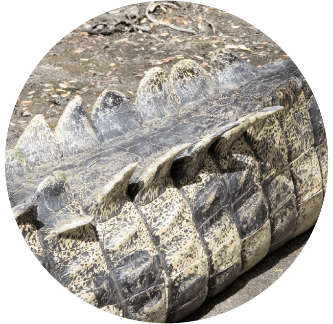 Close-up of a crocodile's scaly back with rough, textured skin.