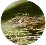 Crocodile partially submerged in water with only its eyes visible.