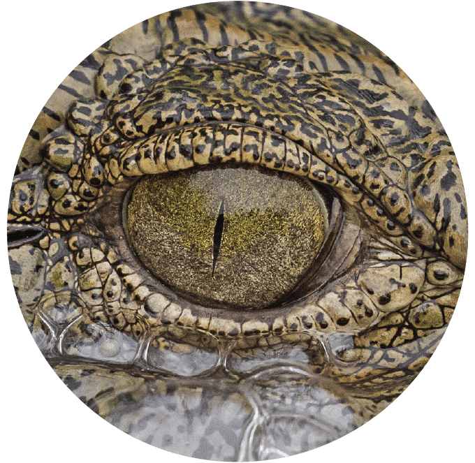 Close-up of a crocodile's eye with textured skin in circular frame.