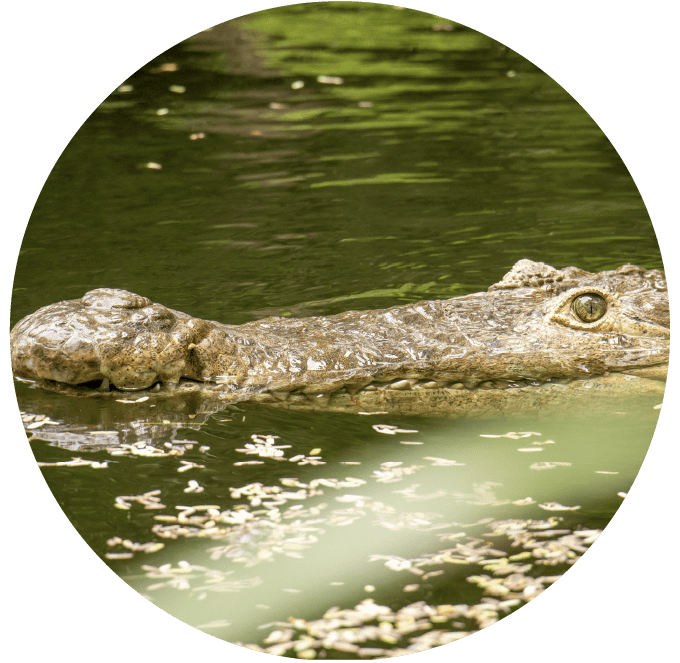 Close-up of a crocodile's head partially submerged in water with green background.