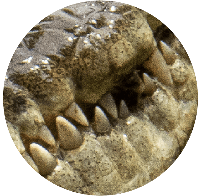 Close-up of crocodile or alligator teeth and scaly skin texture.