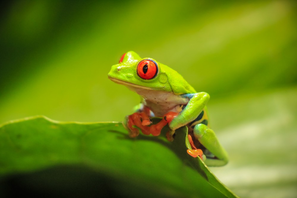 Red-eyed tree frog sitting on green leaf with blurry background.