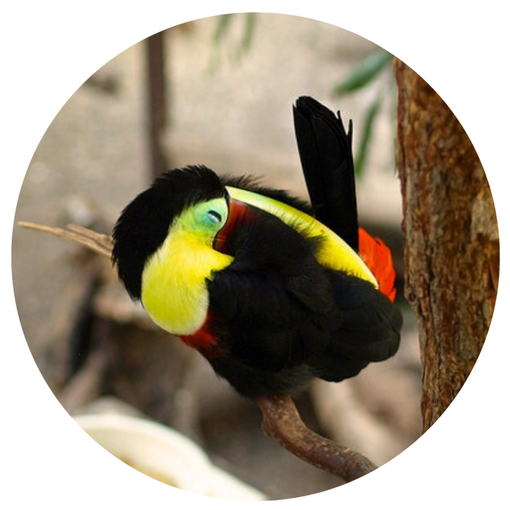 Colorful toucan perched, head turned backwards, vibrant yellow and black feathers visible.