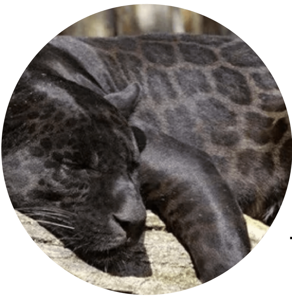 Black panther resting with text explaining how their spots shine in sunlight.