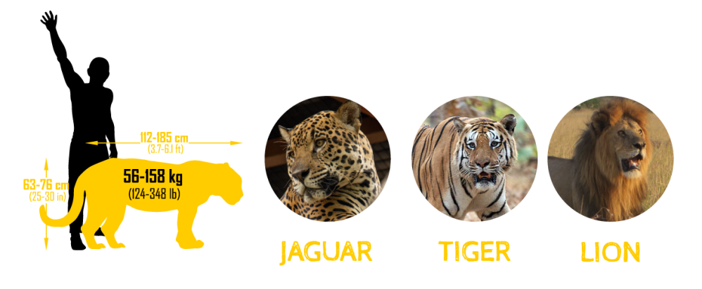 Silhouette comparing human size to big cats: jaguar, tiger, lion with weight and length details.