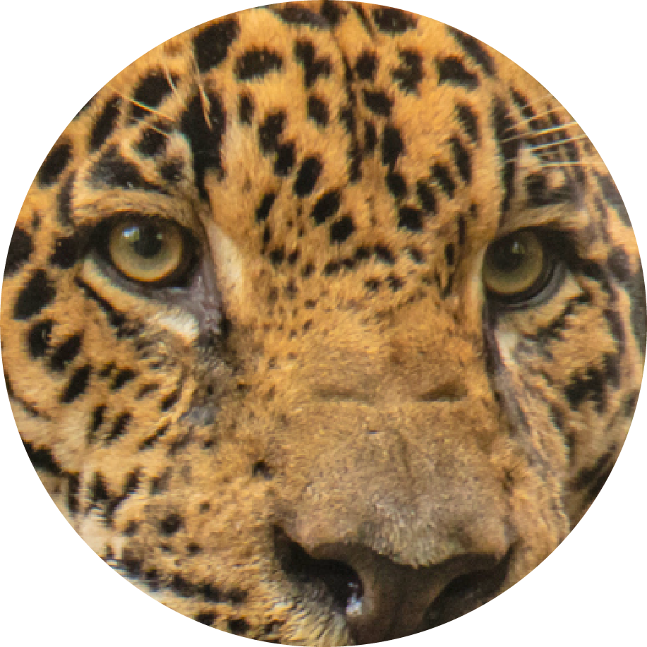 Close-up of a leopard's face with intense yellow eyes and spotted fur.