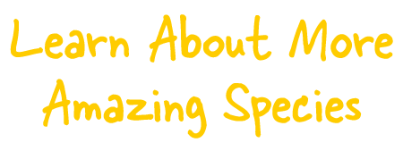 Yellow text saying 'Learn About More Amazing Species' on a green background.