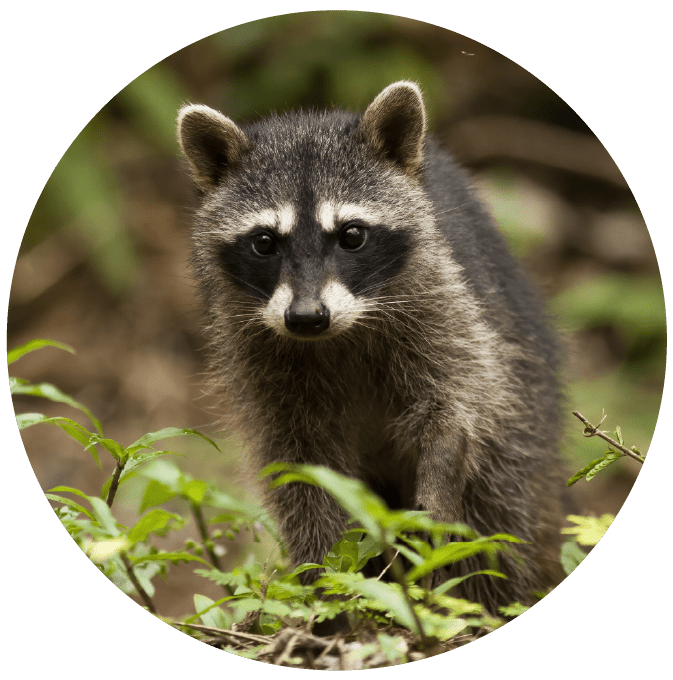 Young raccoon standing on the ground surrounded by greenery.