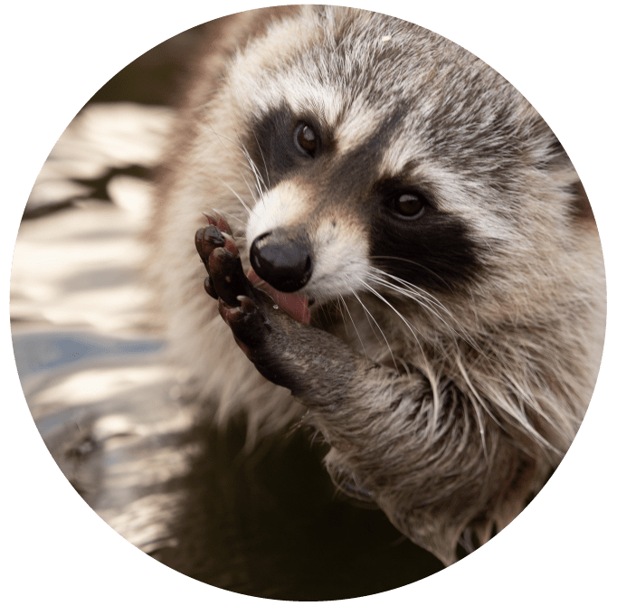 Raccoon licking its paw while standing in water, looking towards the camera.