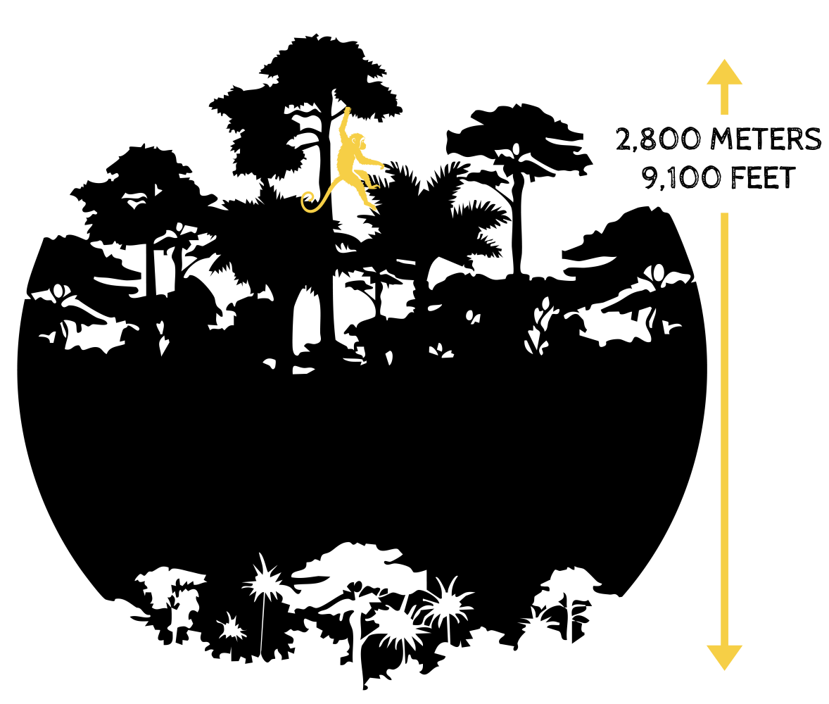Illustration of a forest with a yellow monkey and height indicators of 2,800 meters, 9,100 feet.