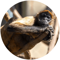 A small monkey resting on tree branches in a circular frame.