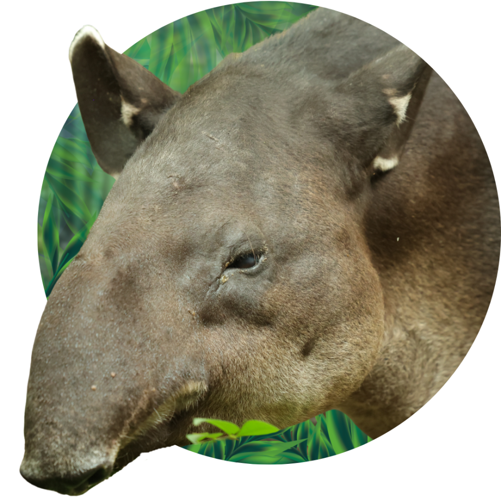 Close-up of a tapir's face with leafy background.