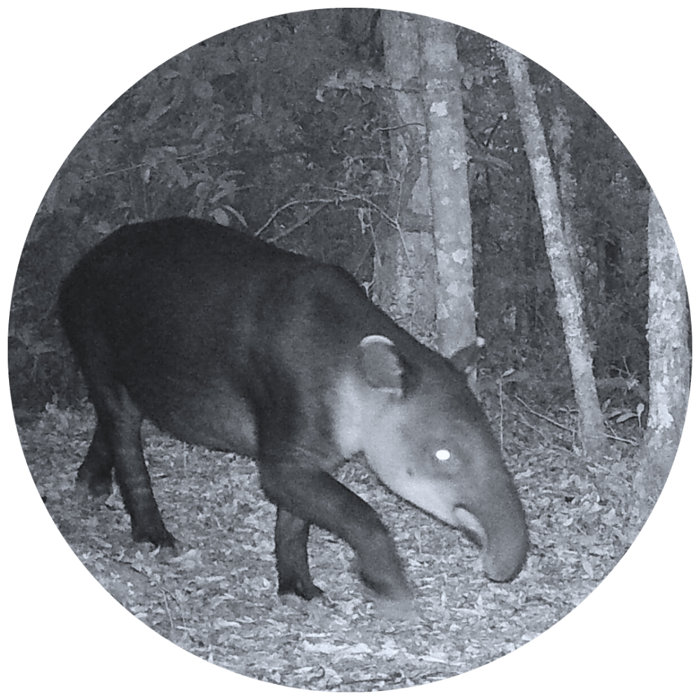 A tapir walking in a forest at night, captured in black and white on a trail camera.