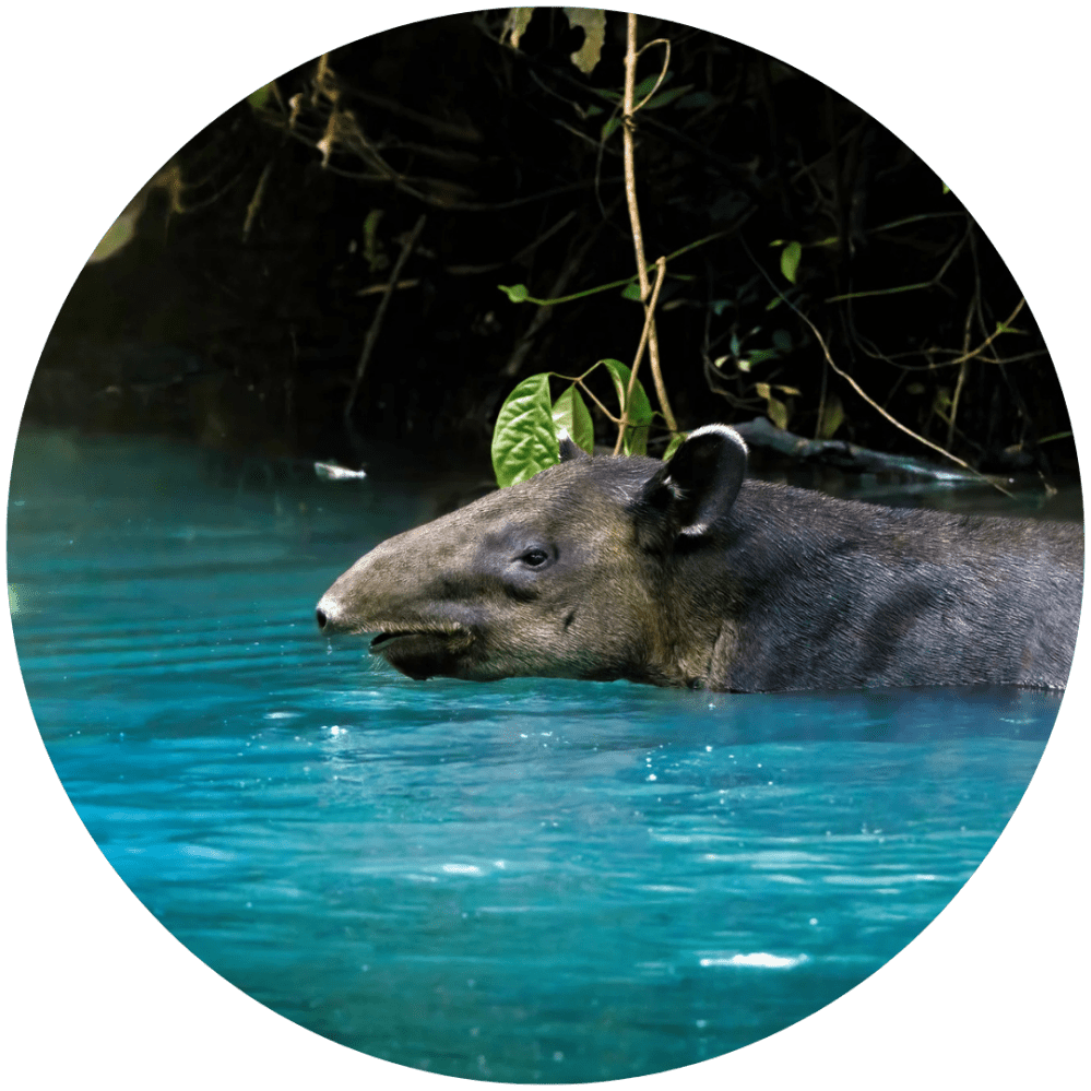 Tapir swimming in a blue river surrounded by jungle vegetation.