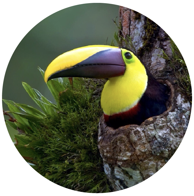 Toucan peering out of a tree hole surrounded by green foliage.
