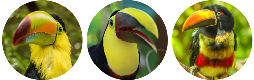 Three circular images of colorful toucans with vibrant beaks in green foliage.